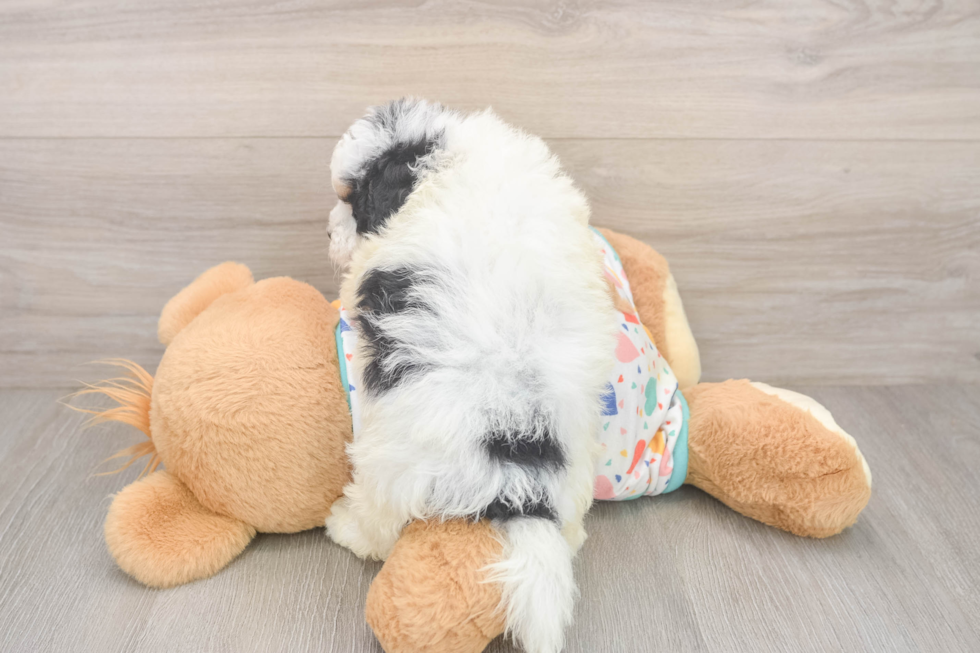 Hypoallergenic Havadoodle Poodle Mix Puppy