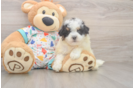 Sweet Havapoo Baby