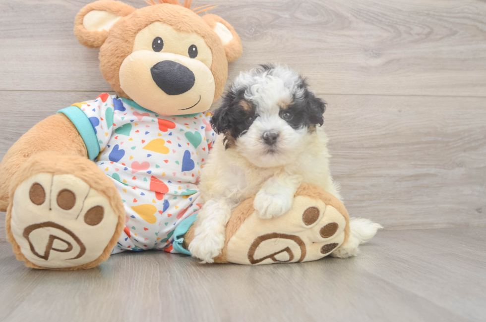 5 week old Havapoo Puppy For Sale - Florida Fur Babies