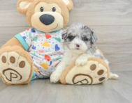 8 week old Havapoo Puppy For Sale - Florida Fur Babies