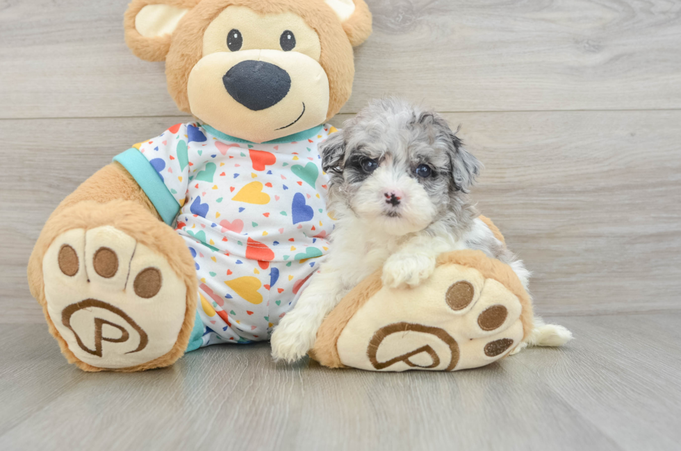 5 week old Havapoo Puppy For Sale - Florida Fur Babies