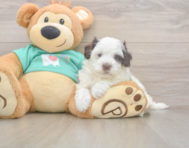 8 week old Havapoo Puppy For Sale - Florida Fur Babies