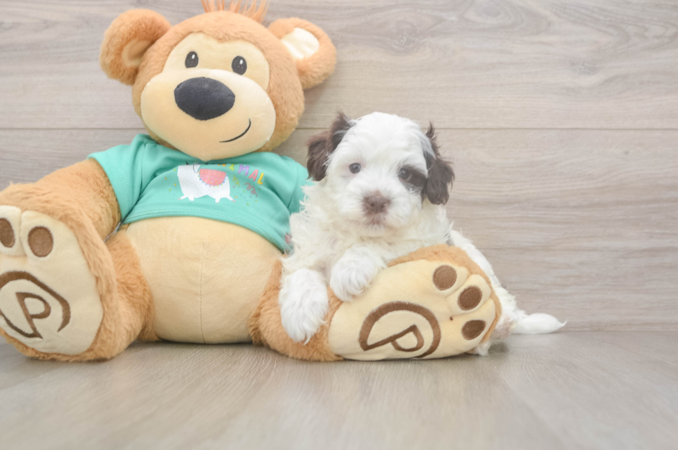 5 week old Havapoo Puppy For Sale - Florida Fur Babies