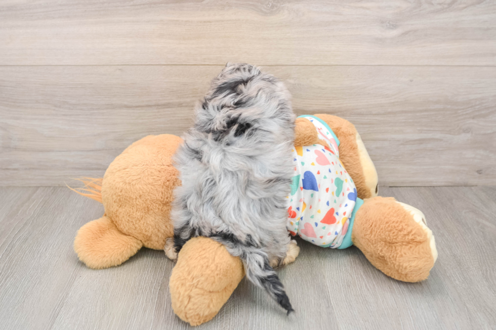 Fluffy Havapoo Poodle Mix Pup