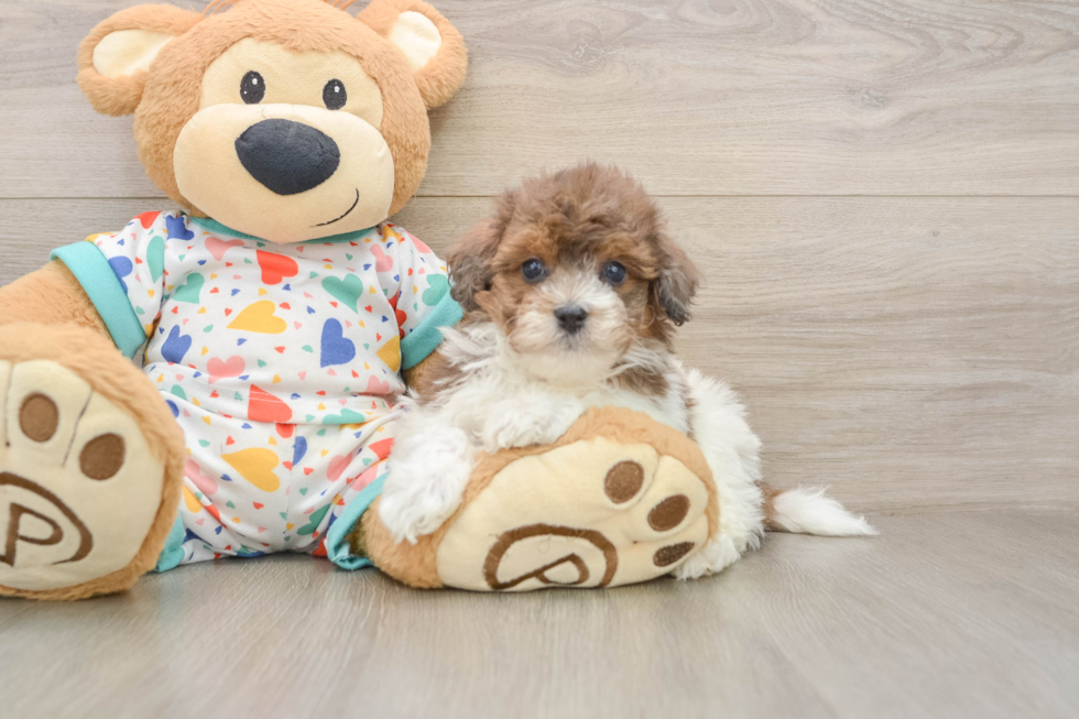 Popular Havapoo Poodle Mix Pup
