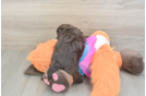 Hypoallergenic Havadoodle Poodle Mix Puppy