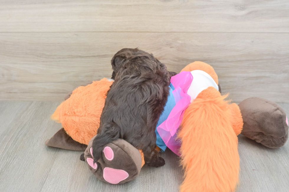 Hypoallergenic Havadoodle Poodle Mix Puppy