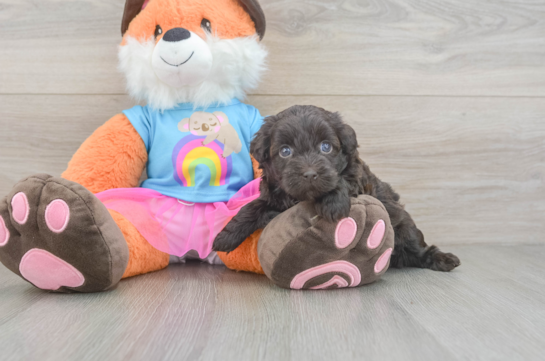 Playful Havadoodle Poodle Mix Puppy