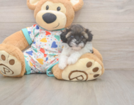 6 week old Havapoo Puppy For Sale - Florida Fur Babies