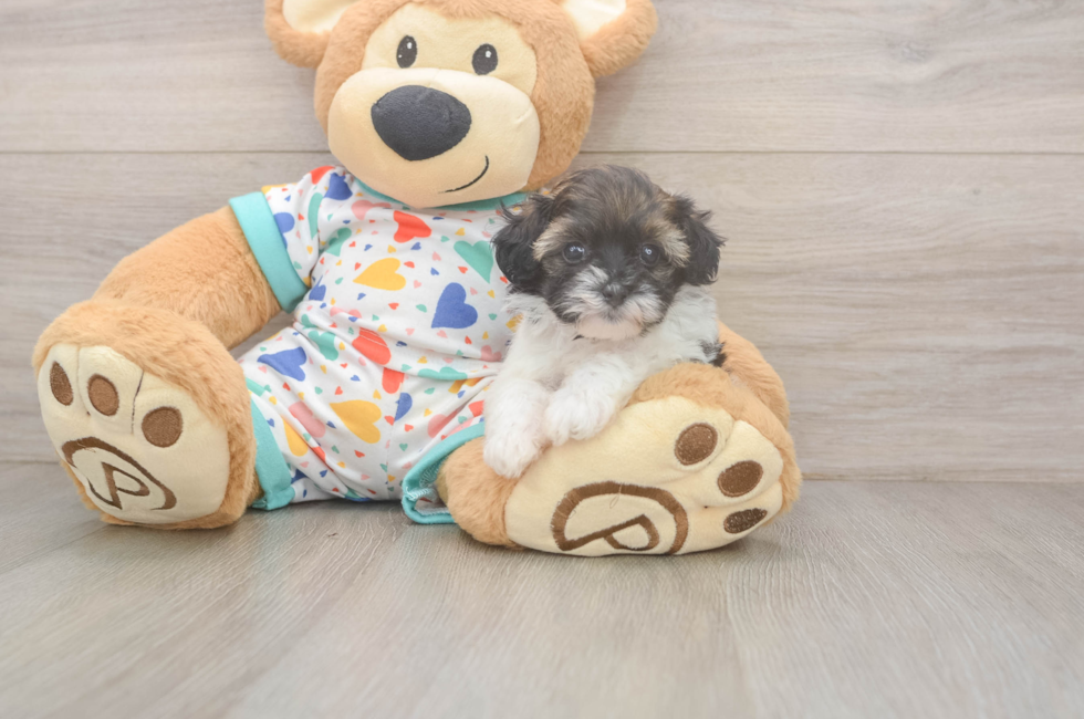 5 week old Havapoo Puppy For Sale - Florida Fur Babies