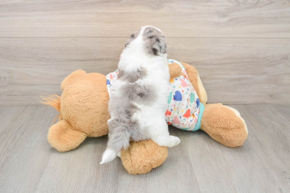 Havapoo Puppy for Adoption