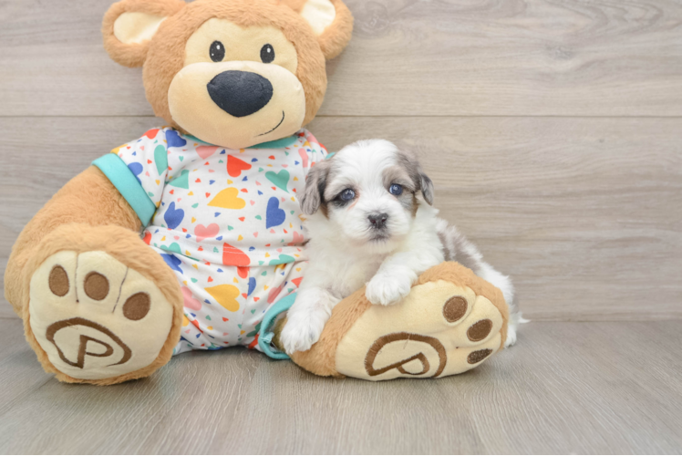 Havapoo Puppy for Adoption