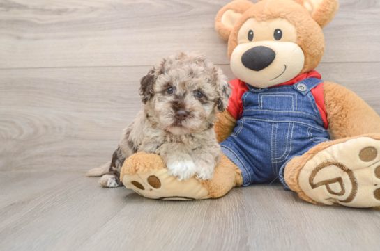 Havapoo Puppy for Adoption