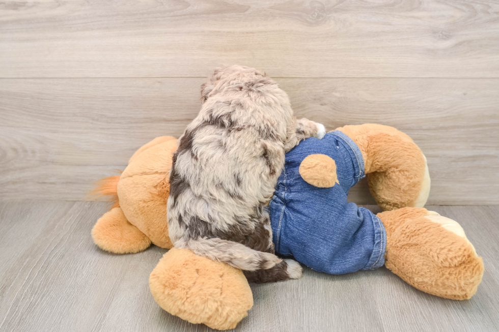 Petite Havapoo Poodle Mix Pup