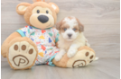 Havapoo Pup Being Cute