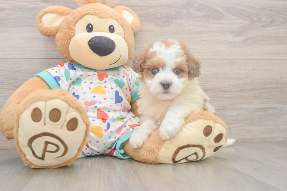 Havapoo Pup Being Cute