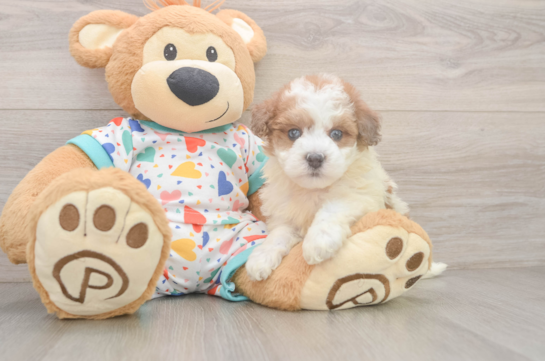 Havapoo Pup Being Cute