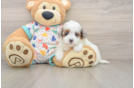 Best Havapoo Baby