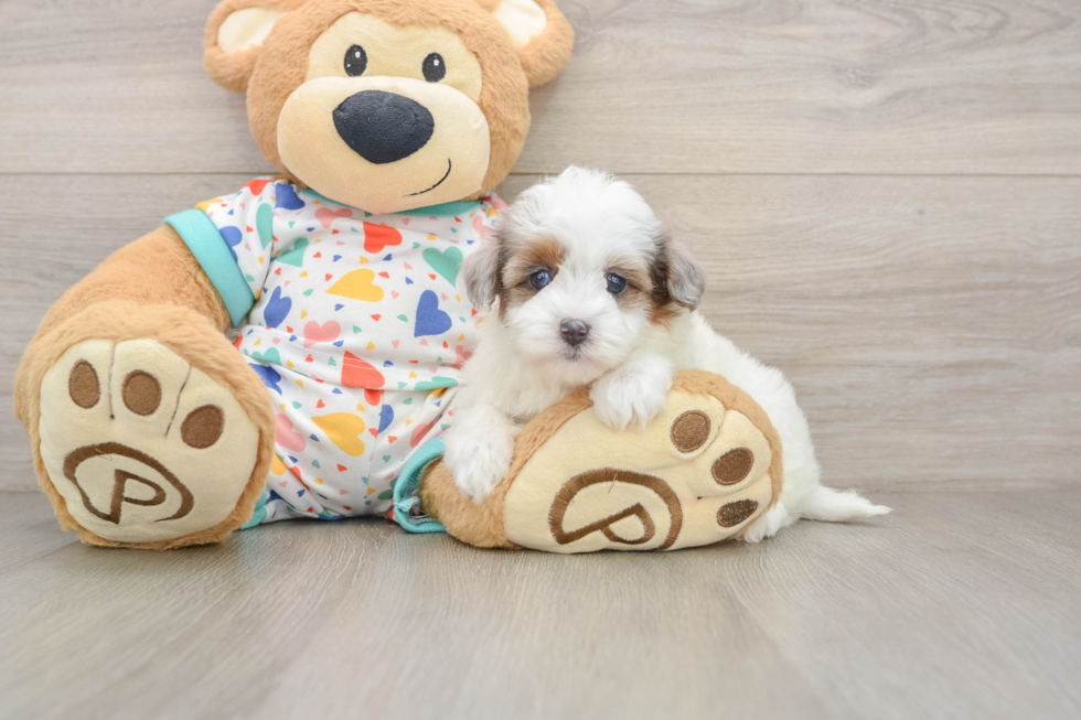 Best Havapoo Baby