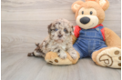 Hypoallergenic Havadoodle Poodle Mix Puppy