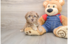 Funny Havapoo Poodle Mix Pup
