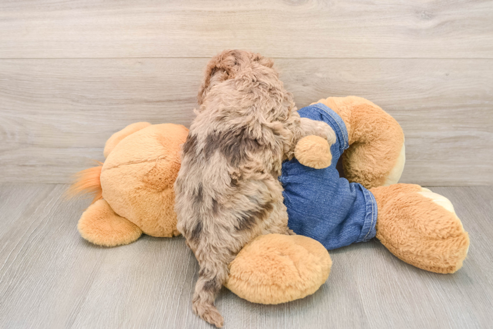 Havapoo Puppy for Adoption