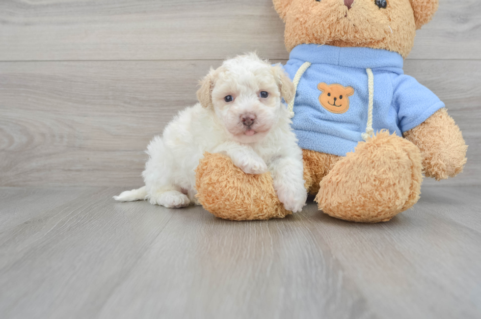 7 week old Havapoo Puppy For Sale - Florida Fur Babies