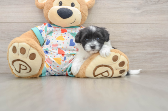 Havapoo Pup Being Cute