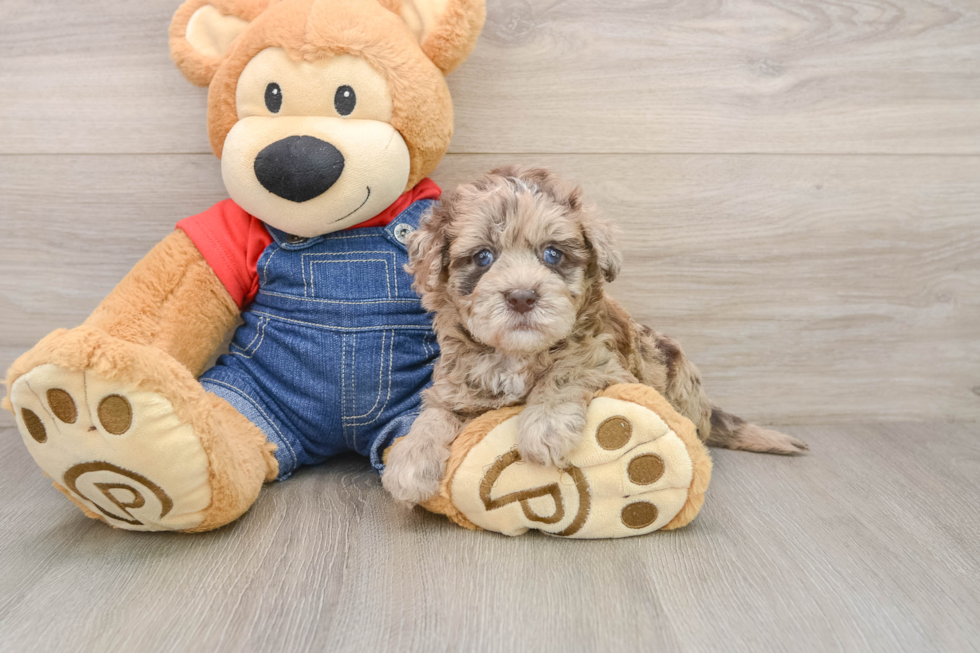 Havapoo Puppy for Adoption