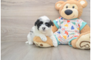 Havapoo Pup Being Cute