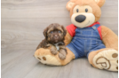 Popular Havapoo Poodle Mix Pup
