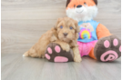 Popular Havapoo Poodle Mix Pup