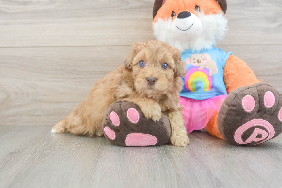 Popular Havapoo Poodle Mix Pup