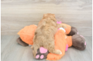 Playful Havadoodle Poodle Mix Puppy