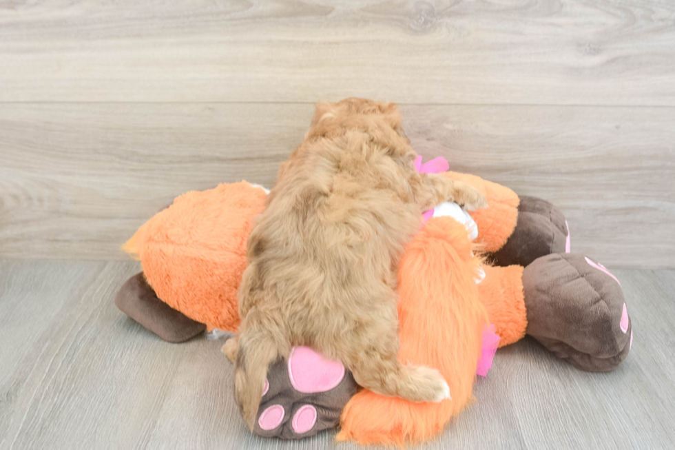 Playful Havadoodle Poodle Mix Puppy