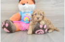 Cute Havapoo Baby