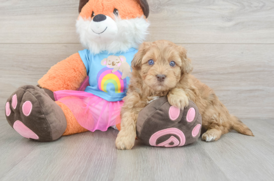 Cute Havapoo Baby