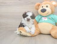 8 week old Havapoo Puppy For Sale - Florida Fur Babies