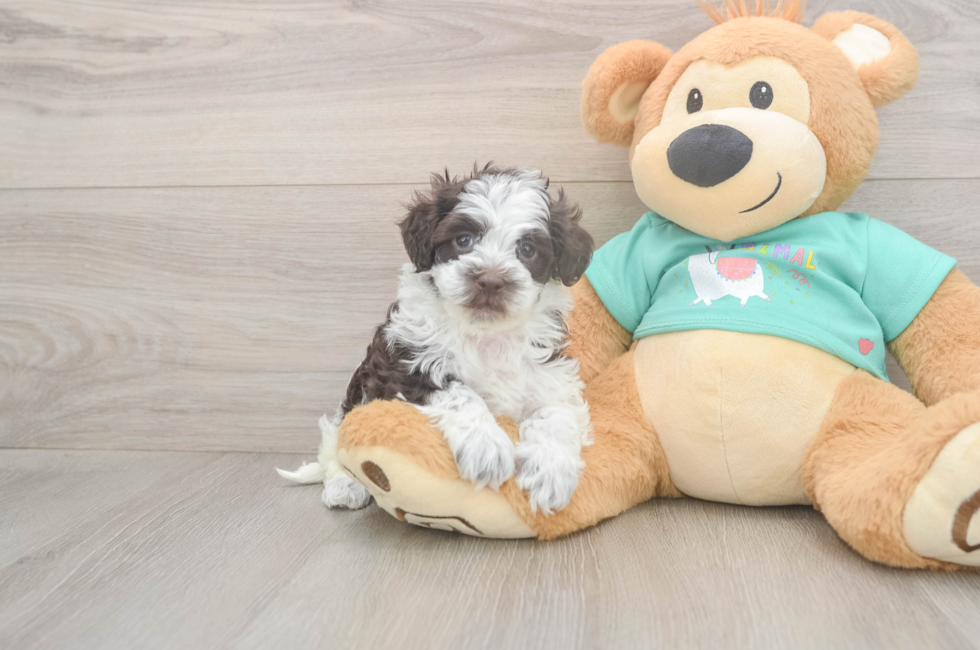 5 week old Havapoo Puppy For Sale - Florida Fur Babies