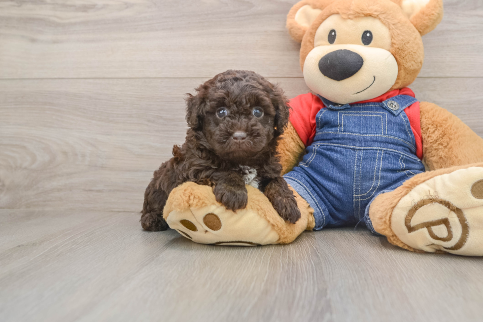 Hypoallergenic Havadoodle Poodle Mix Puppy