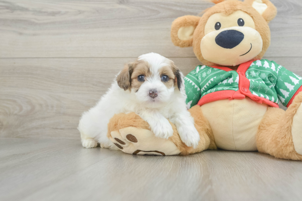 Playful Havadoodle Poodle Mix Puppy