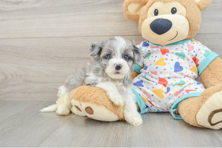 Cute Havapoo Baby