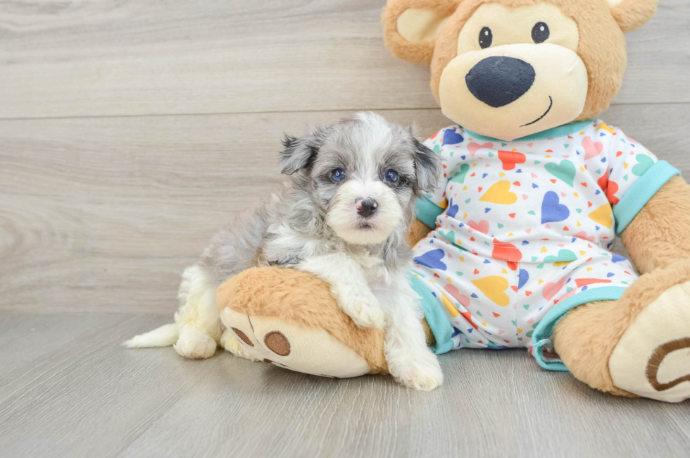 5 week old Havapoo Puppy For Sale - Florida Fur Babies