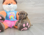 8 week old Havapoo Puppy For Sale - Florida Fur Babies
