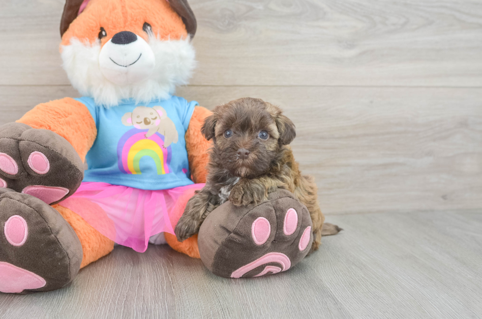 5 week old Havapoo Puppy For Sale - Florida Fur Babies