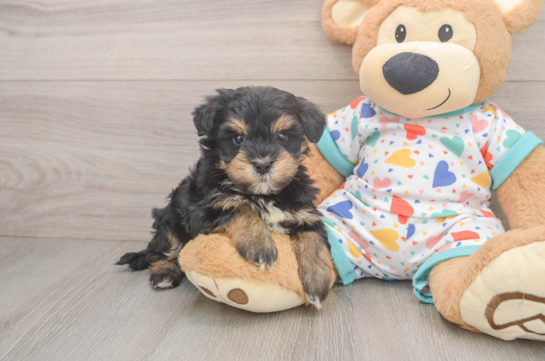 Popular Havapoo Poodle Mix Pup