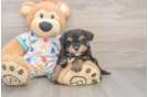 Fluffy Havapoo Poodle Mix Pup