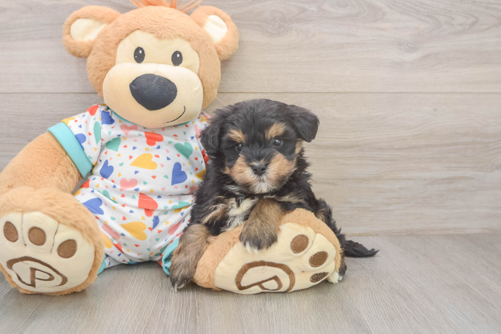 Fluffy Havapoo Poodle Mix Pup