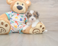6 week old Havapoo Puppy For Sale - Florida Fur Babies