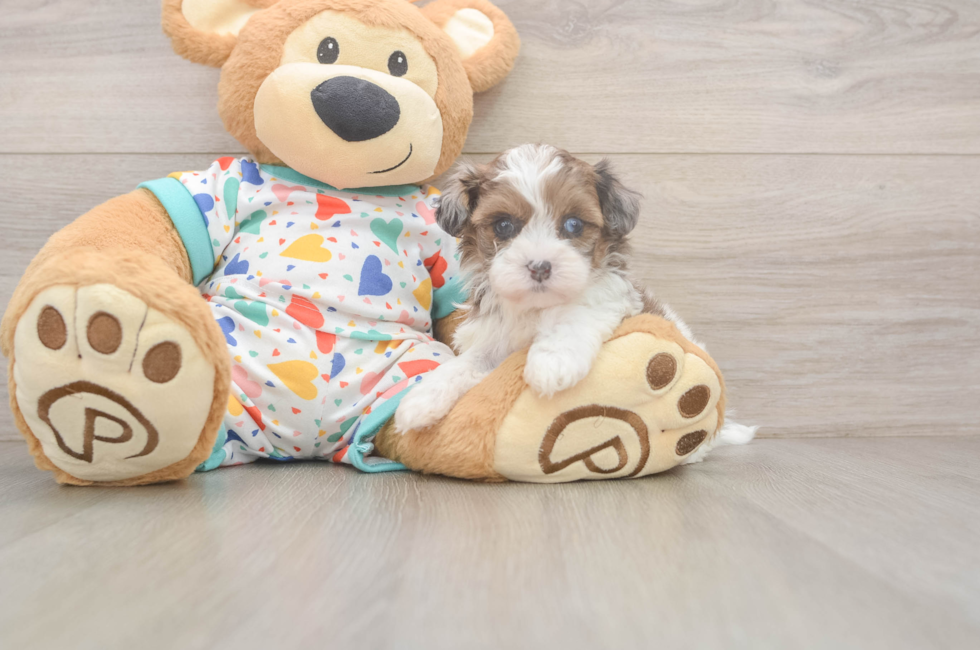 5 week old Havapoo Puppy For Sale - Florida Fur Babies